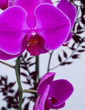 Orchid 04