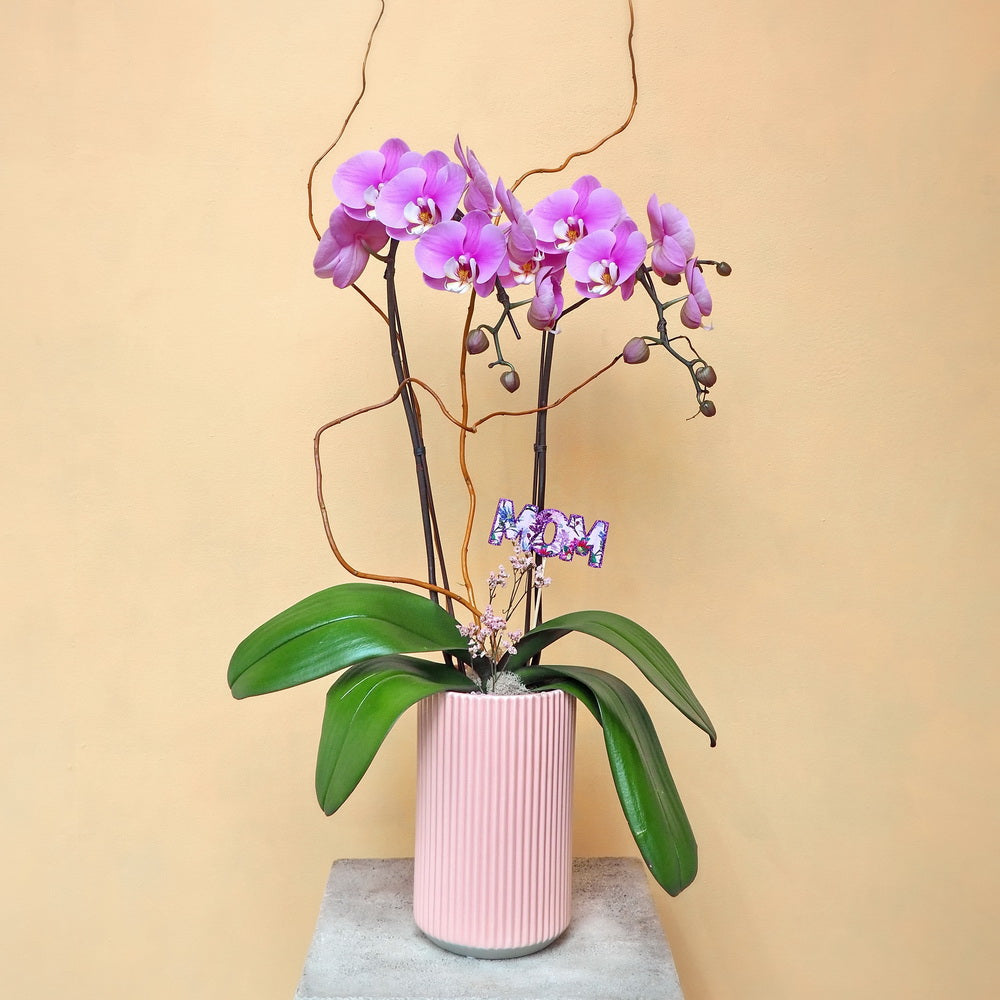 Mother's Day Orchid 02