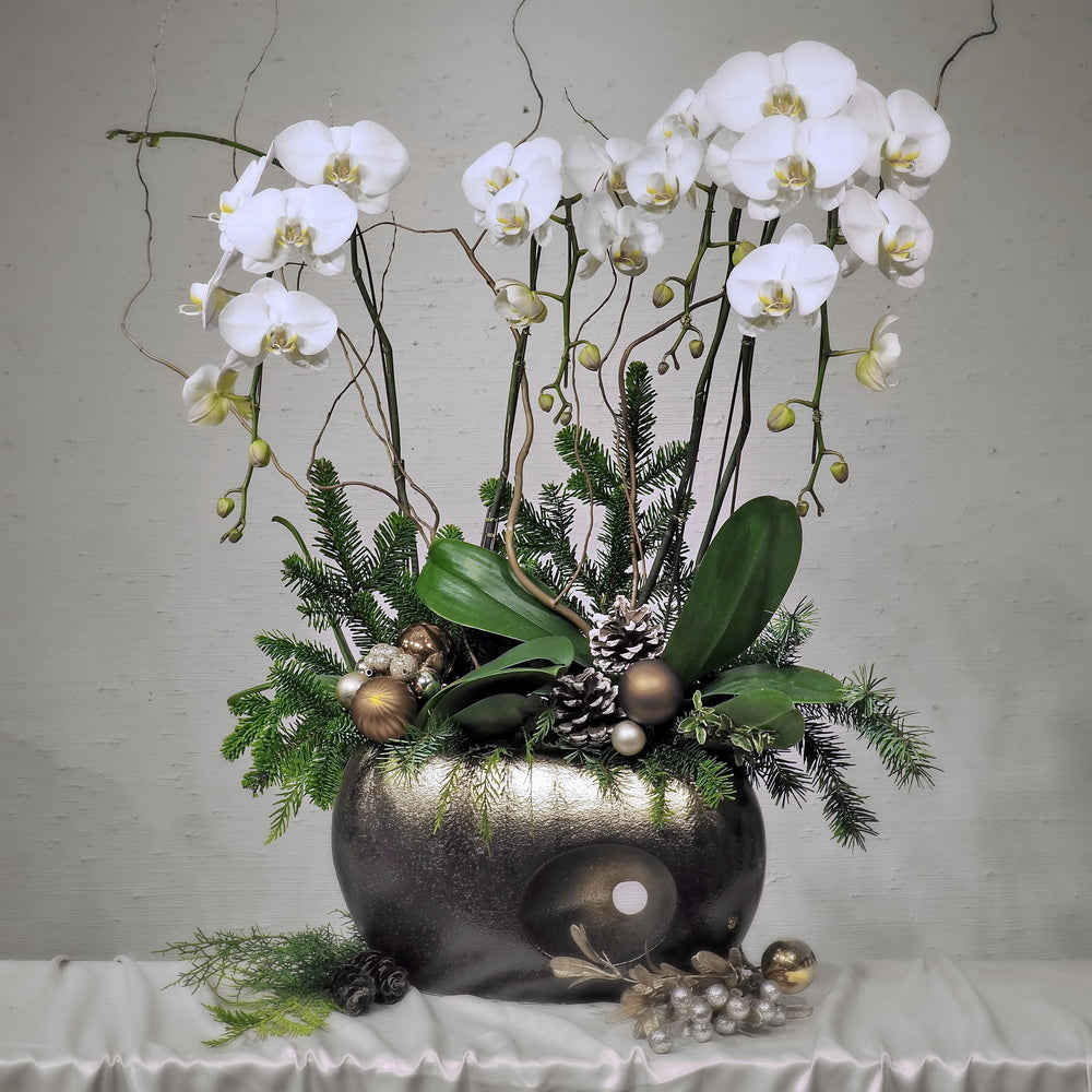 Christmas Orchid 01