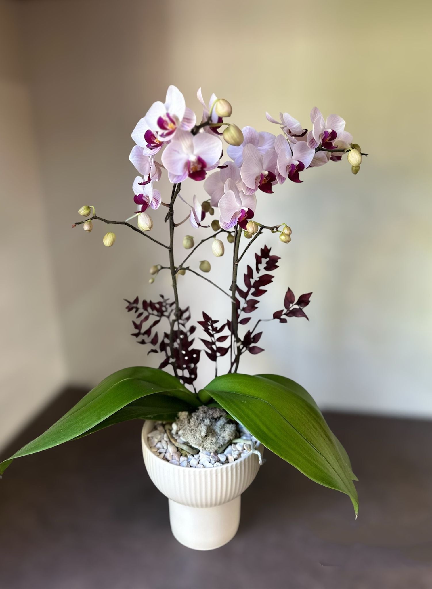 Mother's Day Orchid 03