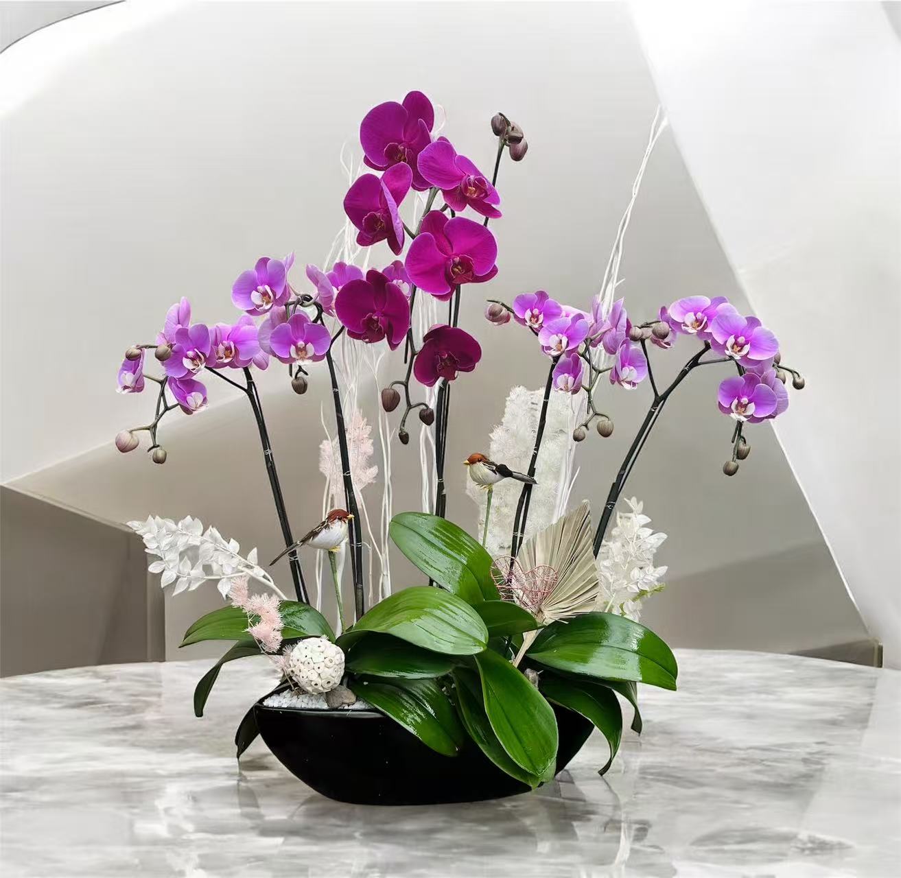 Orchid 16