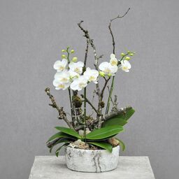 Orchid Planter 12