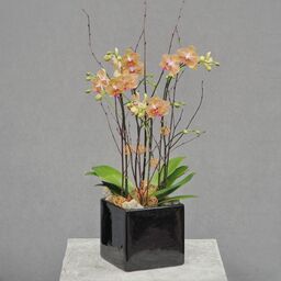 Orchid Planter 11