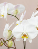 Orchid 03