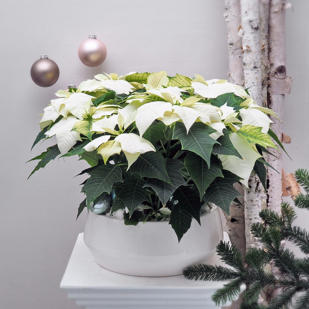 Christmas Planter 04